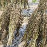 sesame seeds