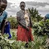 A young girl helps collect her family's harvest in Amudat, Uganda. I © FAO/Luis Tato