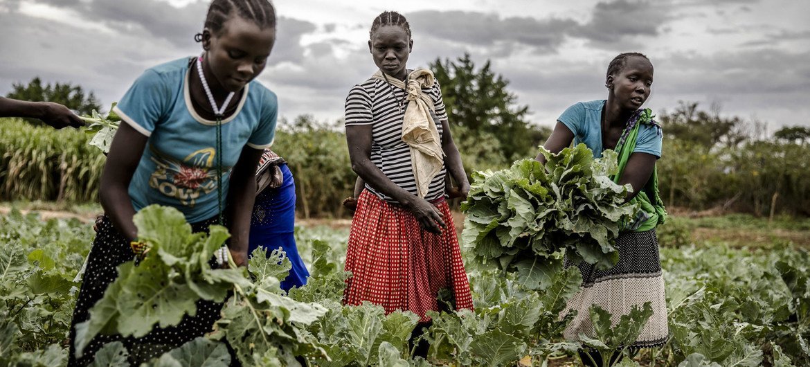 A young girl helps collect her family's harvest in Amudat, Uganda. I © FAO/Luis Tato
