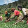 agriculture