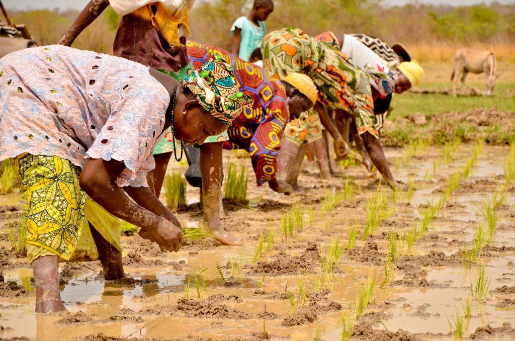 Agriculture