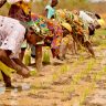 Agriculture