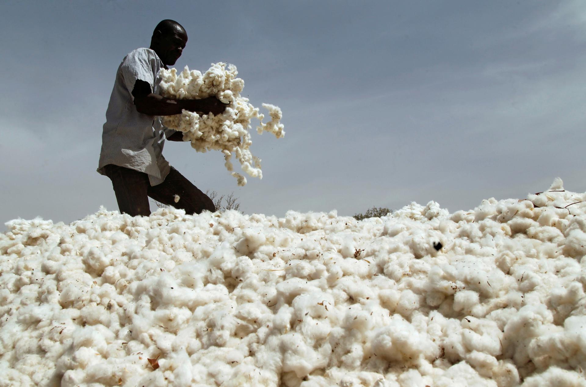 Tanzania's Cotton Revolution Doubling Production for Economic Growth