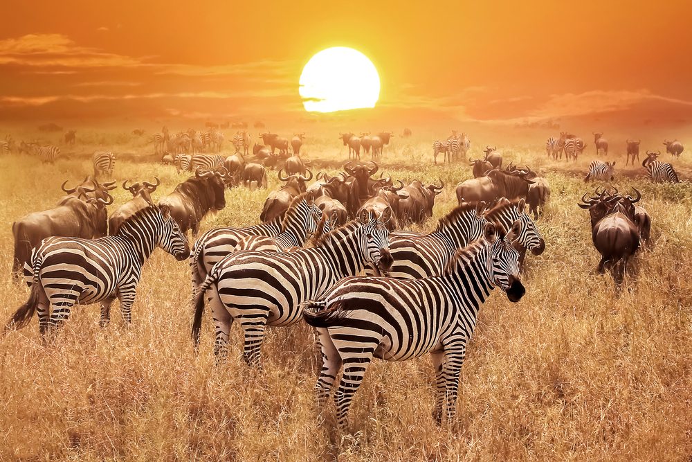 Tanzania