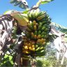 Banana Wilt Tanzania