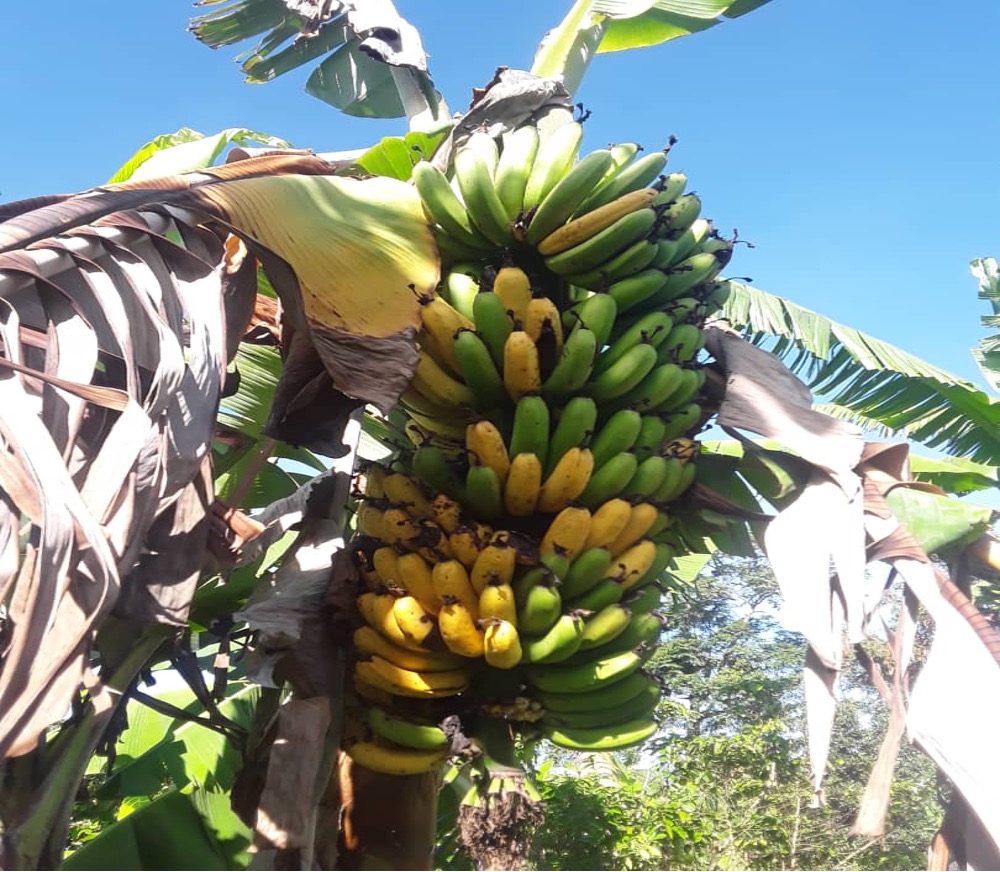 Banana Wilt Tanzania